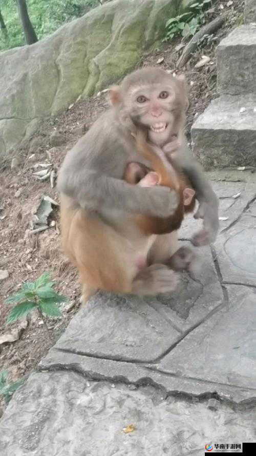 人跟猴子能否生孩子的科学探讨