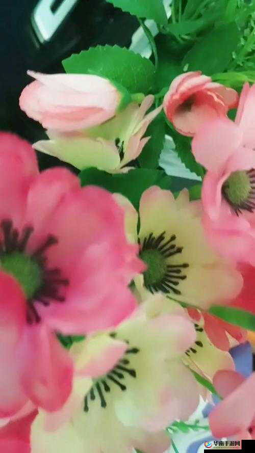 国产卡二卡三卡四卡单身：独自绽放的花朵