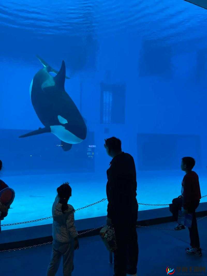 丛林大作战虎鲸后面的动物介绍 它们都有谁呢