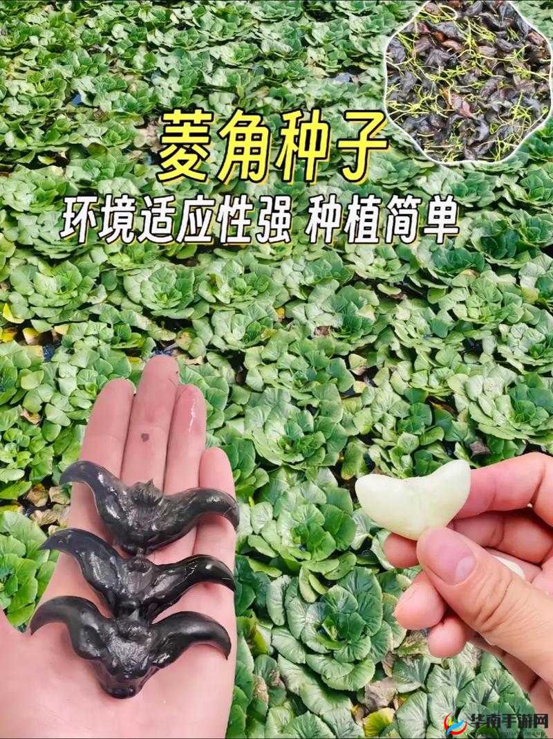 青青草是针对特定环境的适应性研究