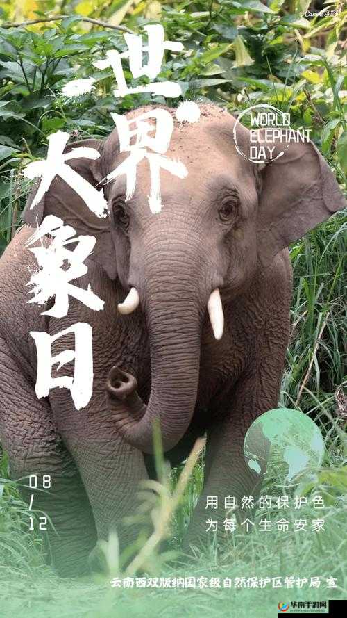 满 18 点此安全转入 2023 大象:进入全新世界