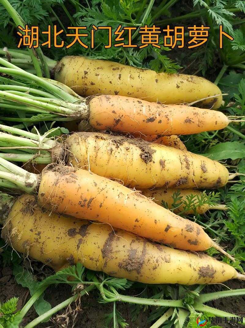 萝卜黄 9.1：相关介绍