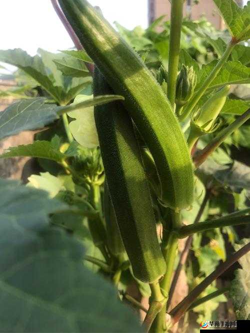 香蕉菠萝水蜜桃黄瓜丝瓜秋葵评测：口感与营养全解析