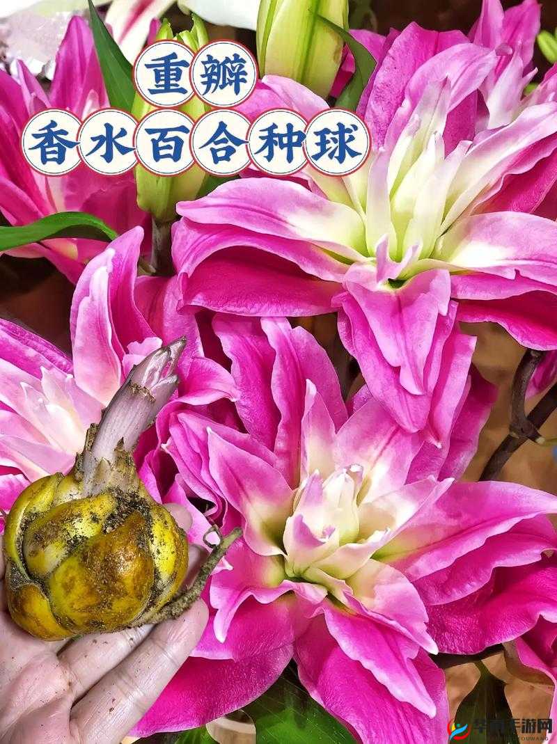 百合做运动视频教程网站：一起探索女性健康与美丽的秘密