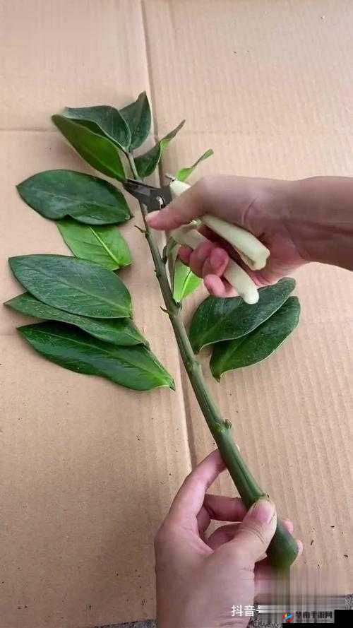 扦插 BB 有什么好处：推动全球文化交流共享的新途径