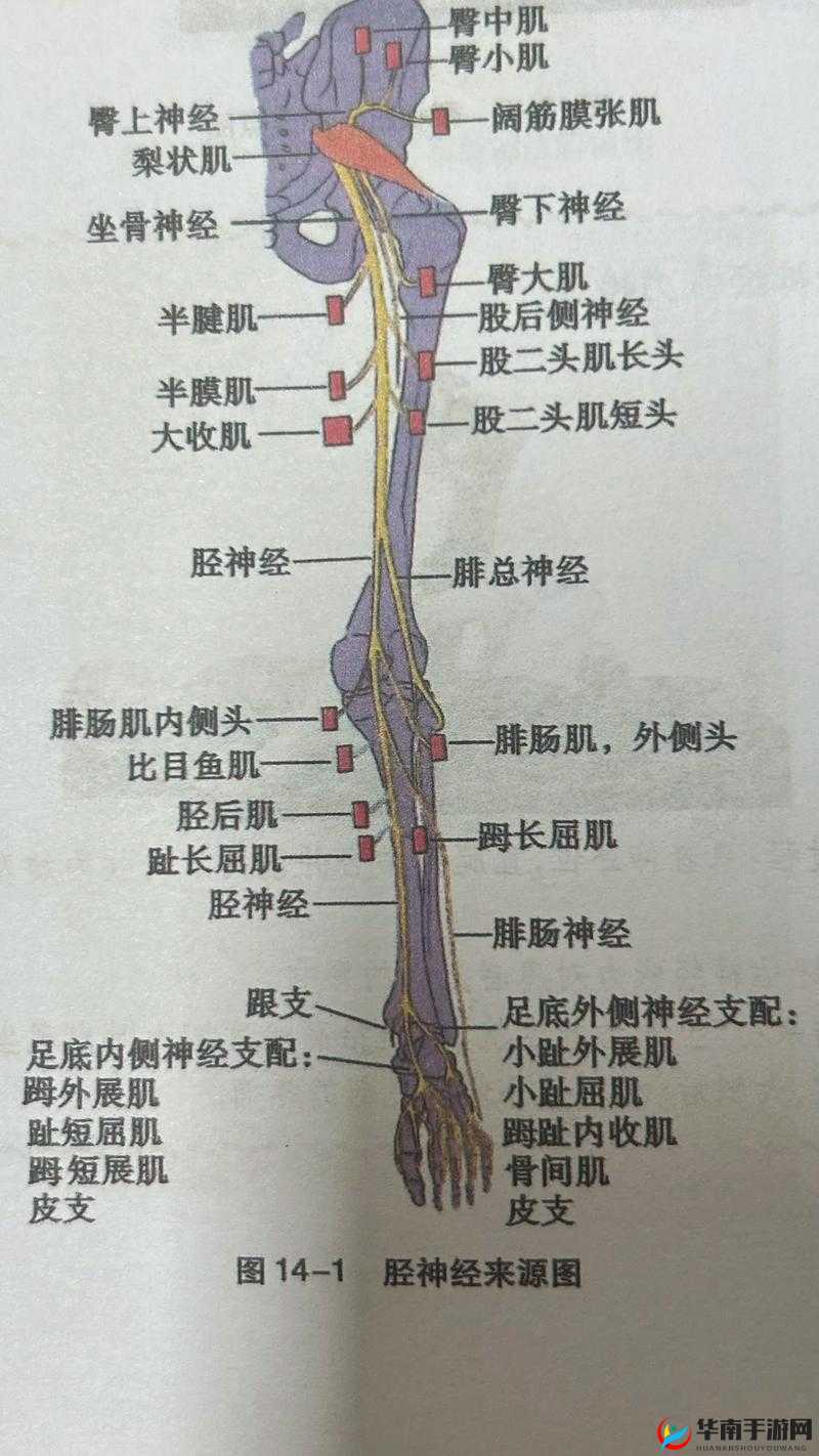 零界点:神经连线系统操作指南