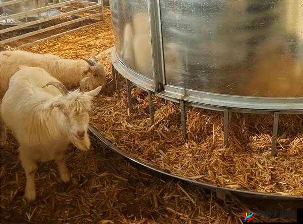 人马畜禽companylimited：探索畜牧业的创新之路