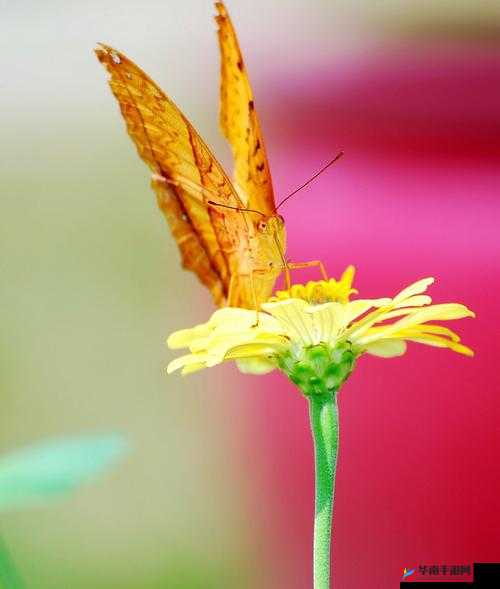 花蝴蝶看片:带你领略精彩世界