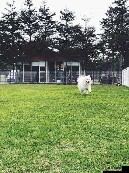 ZOOMSERVO 兽狗牧场：特色鲜明的宠物乐园