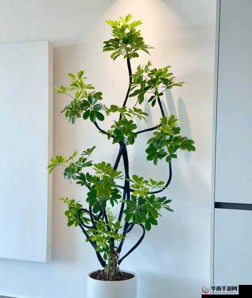 扦插 BB 有什么好处？推动了全球文化的交流和共享