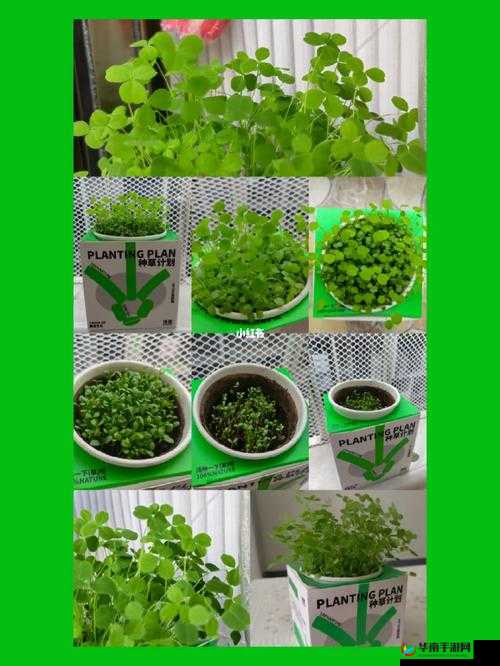 三叶草未满十八岁：青春成长进行时