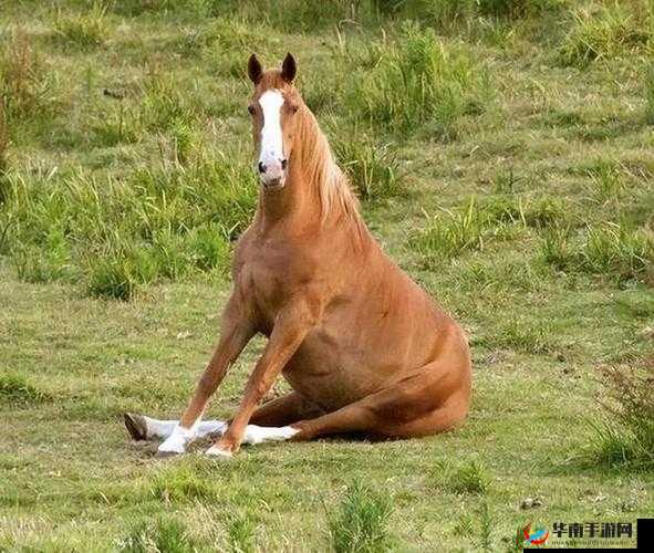 人马畜禽相关行业发展新动向