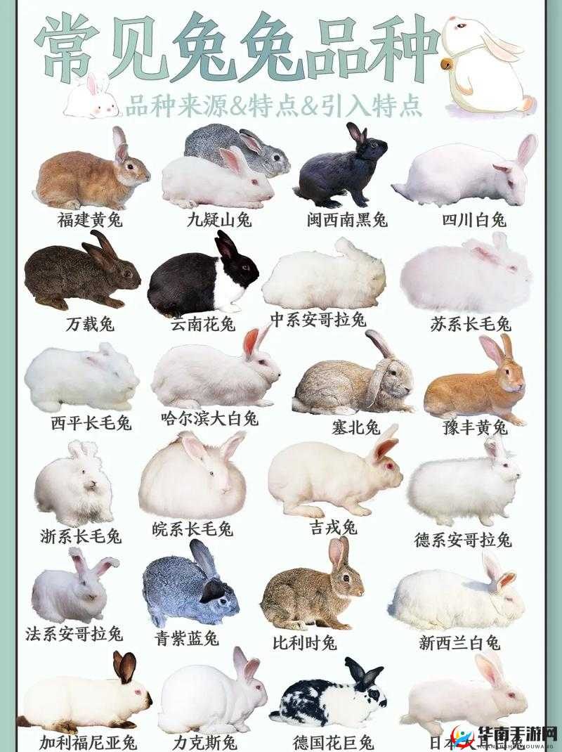 尺寸 1v1 长耳朵的兔子：萌趣来袭