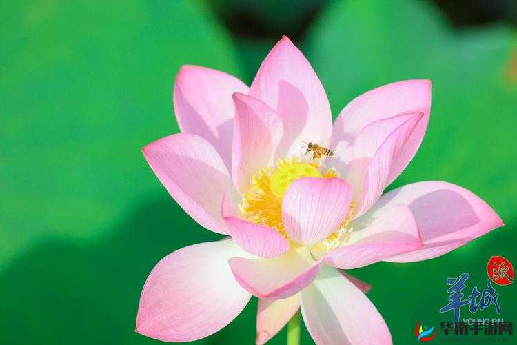 天涯ONLINE2电脑版下载及模拟器选择指南：哪个模拟器更好玩？