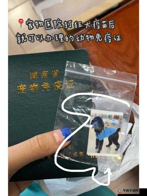 宠物狗如何合规上高铁之攻略揭秘