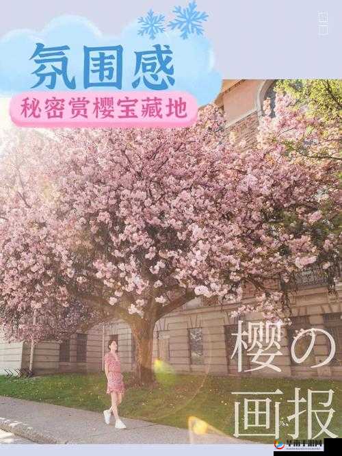 我可以深入了解你的樱花吗：探寻背后的秘密