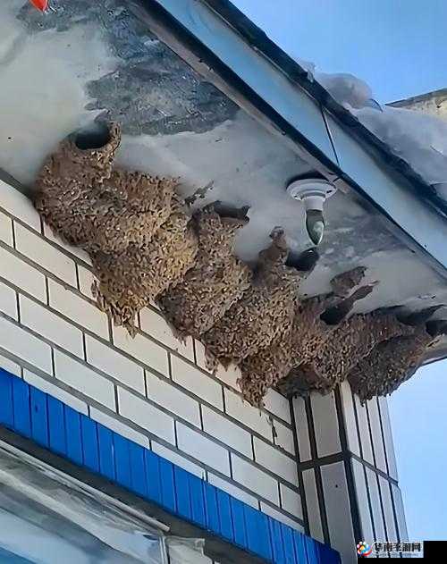 丫头牦户一张一合的奇妙景象