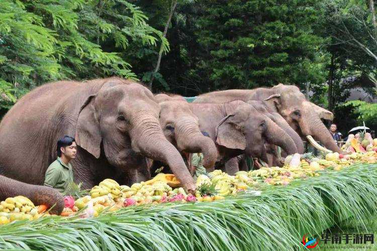 满 18 周岁点击转入 2024 大象：全新开启