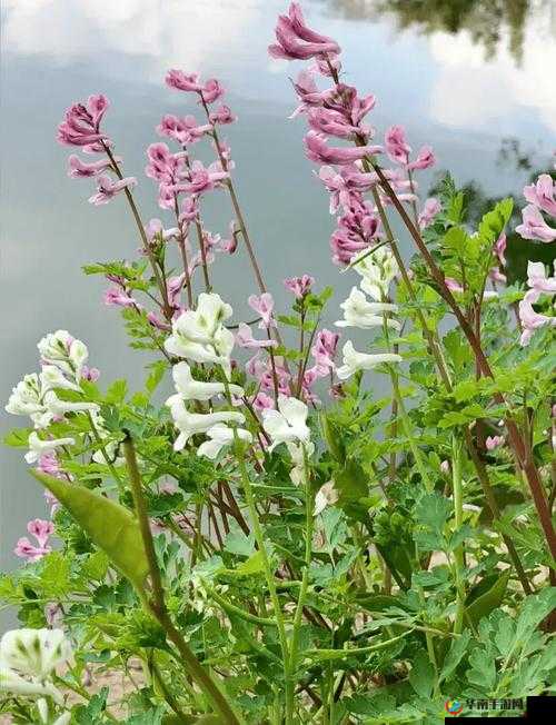 野花韩国高清免费视频 6：精彩大片不容错过