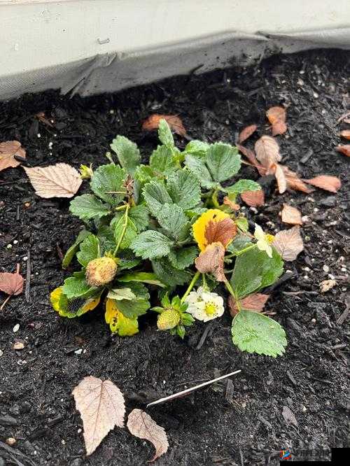 草莓晚上湿漉漉的状态描述