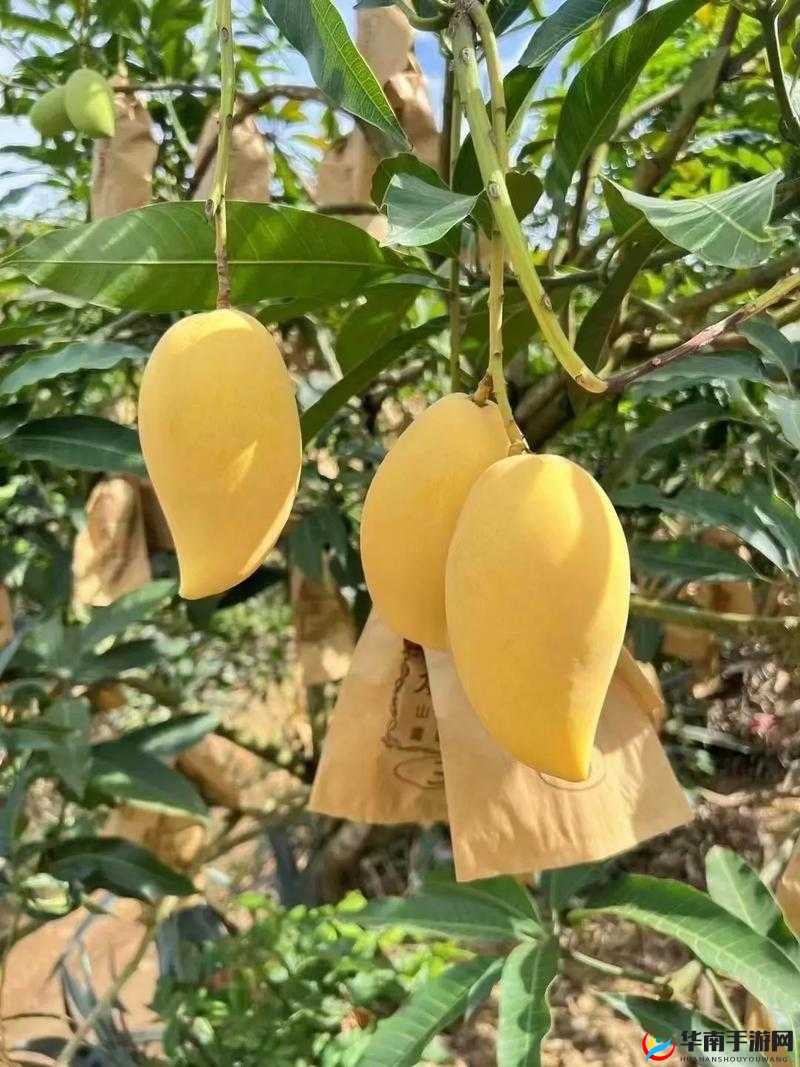 精美日产 NV 二线三线芒果:优质水果之选