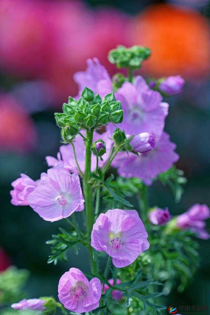 乡村女rapper：田野之花，唱响别样旋律