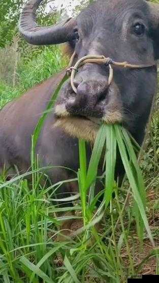 老牛嫩草一二三产物辨别：实用指南