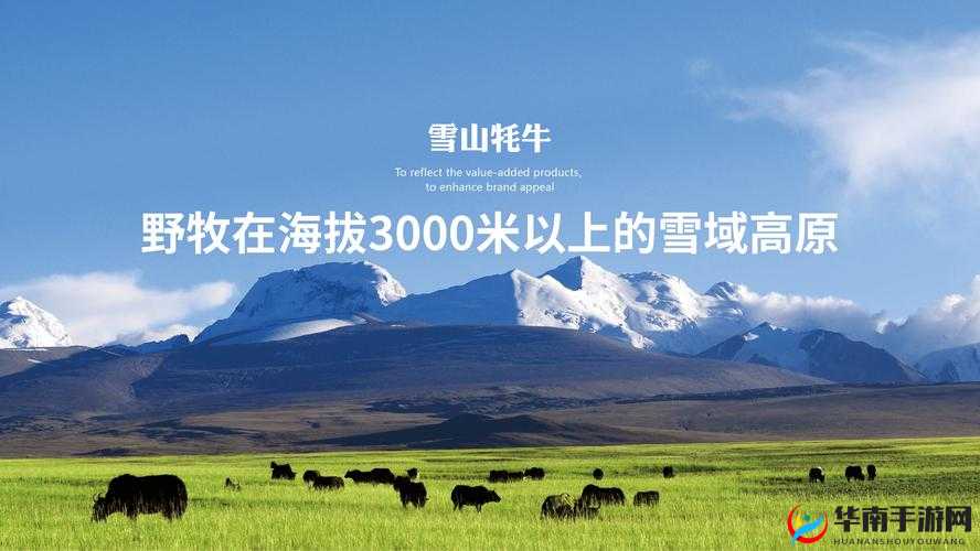 鼓蓬蓬的牦户：高原上的独特存在