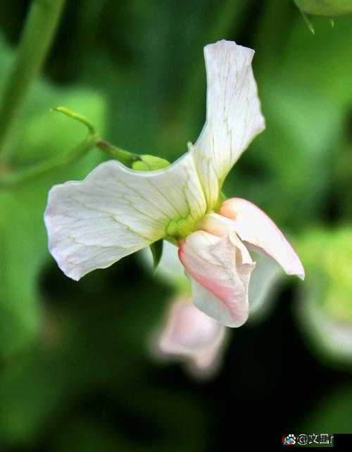 XXXXXLmedjyf：独特的神秘标识