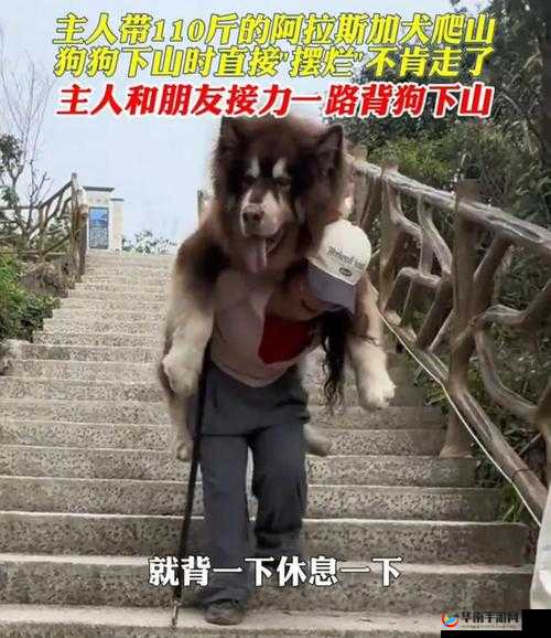 AAAA 级毛皮最火的一句竟直接摆烂：这是为何