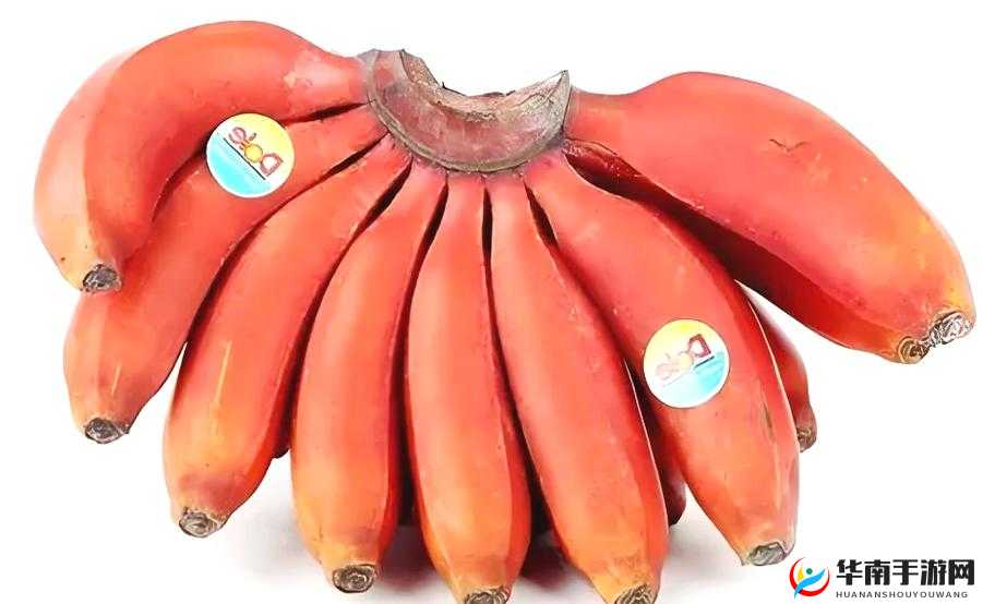 大香蕉欧美日韩：探索不同文化的精彩