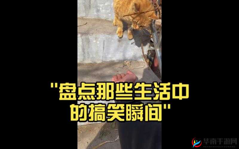 成品短视频：有趣的生活瞬间