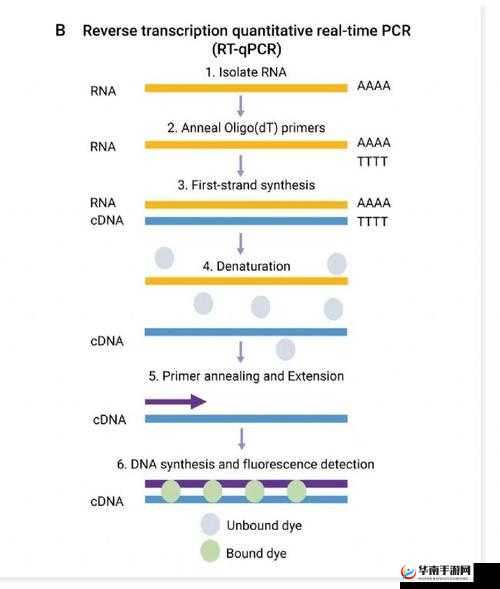 rna 与 cdna 杂交的应用与意义