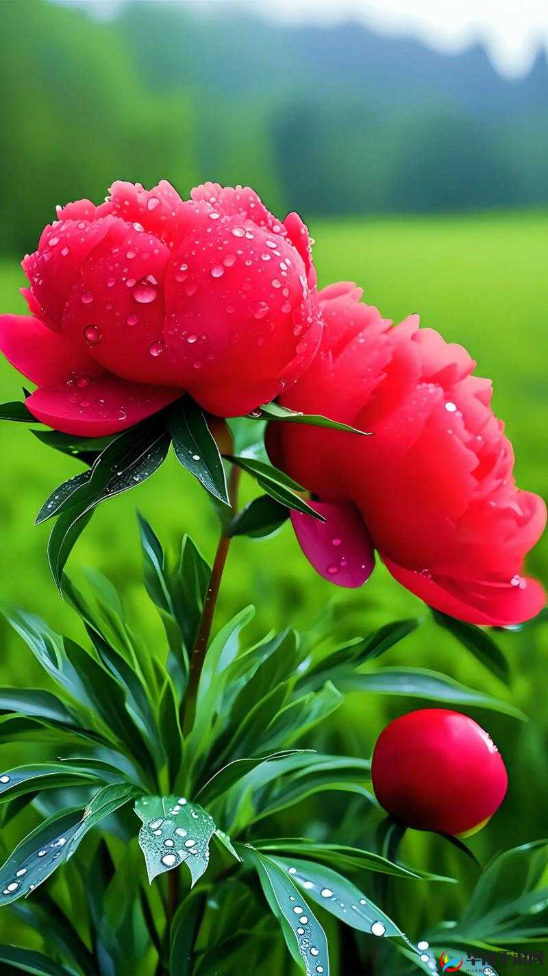 牡丹直播：赏花、聊天、娱乐的好去处