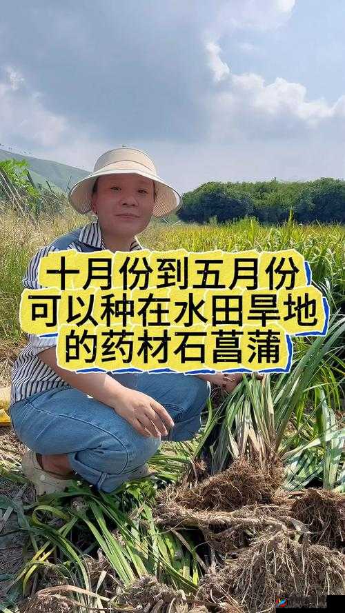 古代水田种植哪种作物收益最优探秘