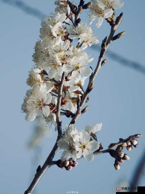 樱花官网进入入口网站：探索美丽的樱花世界