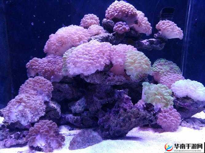 珊瑚岛紫色锇锭秘密探索与获取攻略珊瑚岛的紫色宝藏：锇锭如何炼制秘诀揭晓