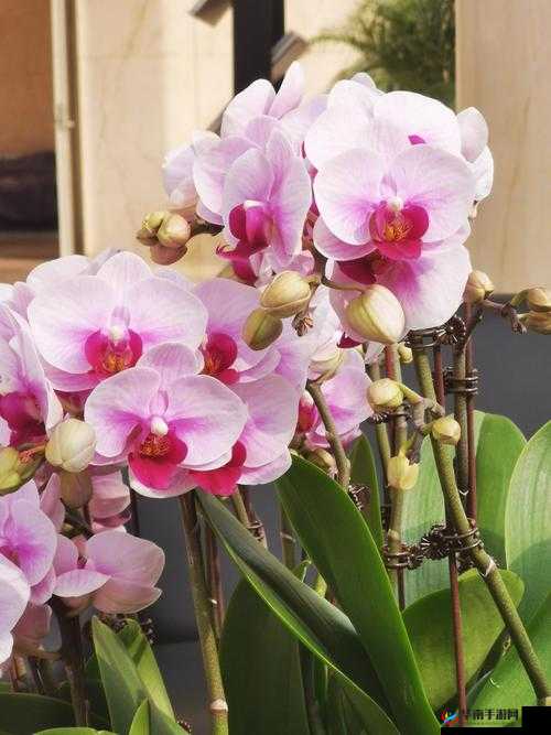 wwwu 成人免费：无限精彩等你来