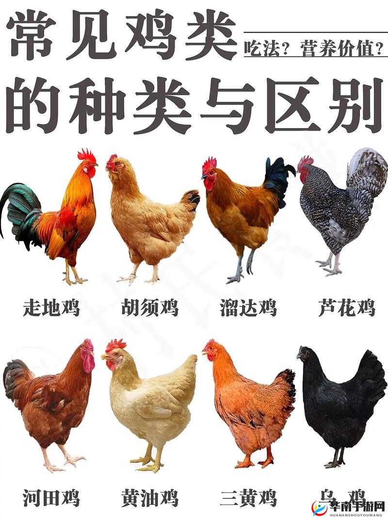 揭秘我的世界：鸡的食谱大解密，它们到底吃什么？