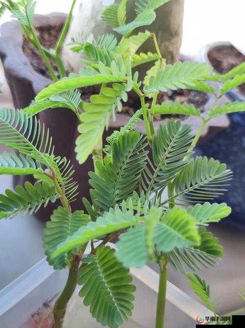 含羞草传媒隐藏路线2023：探秘未知领域