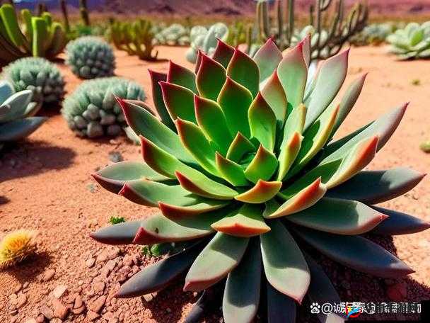 1V3 多肉：精彩绝伦的植物对决