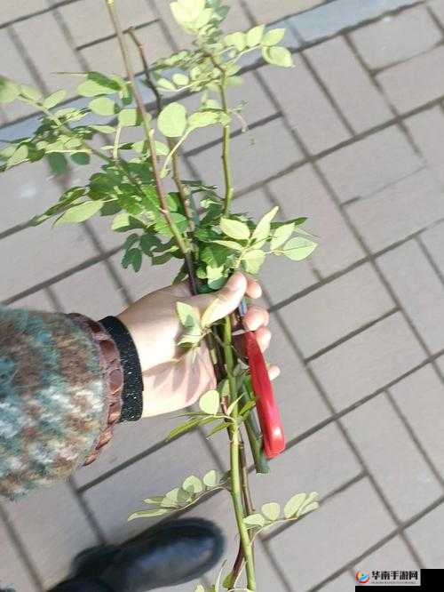 72 种 45 分钟扦插方式嘉善圈之研究