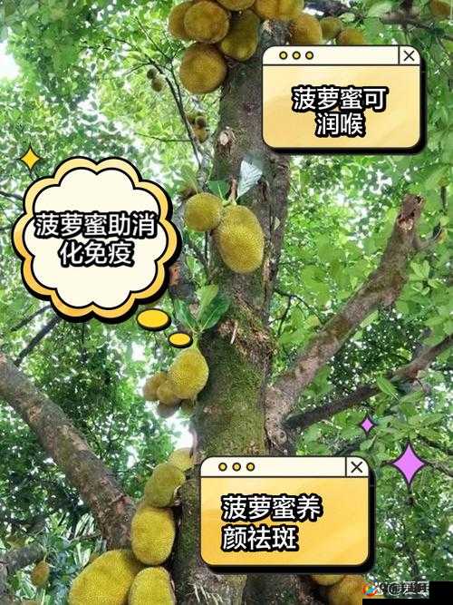 菠萝菠萝蜜菠萝蜜芽:甜蜜的奥秘