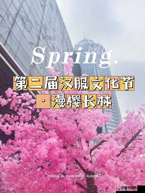 樱花视频高清播放在线观看：畅享浪漫樱花盛宴