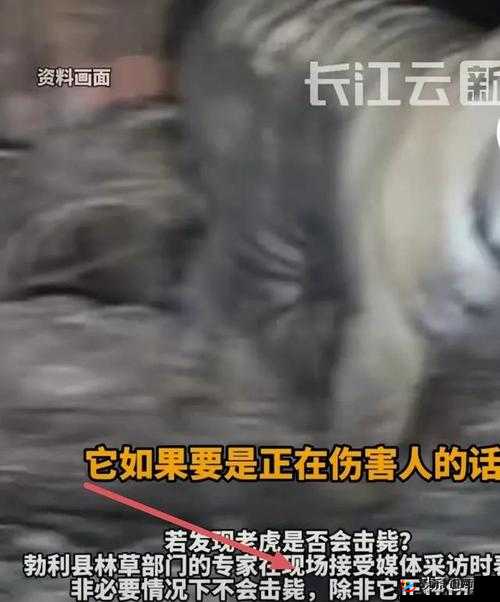 4 虎最新情况：有人知晓最新是多少吗