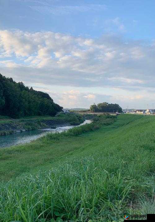 野花韩国日本 HD 免费完整：带你领略异国风光