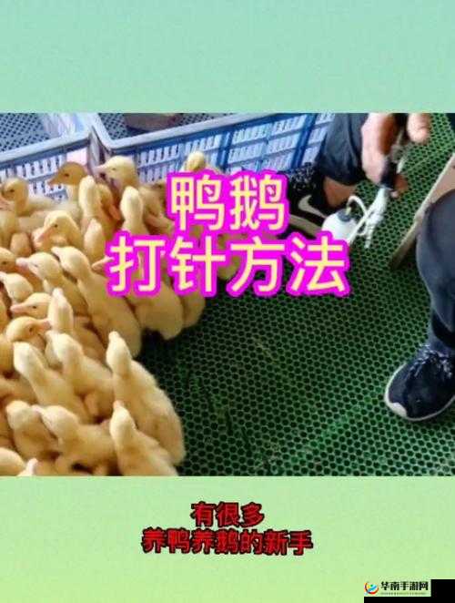 鹅鸭杀猎鹰玩法技巧大揭秘及相关注意事项