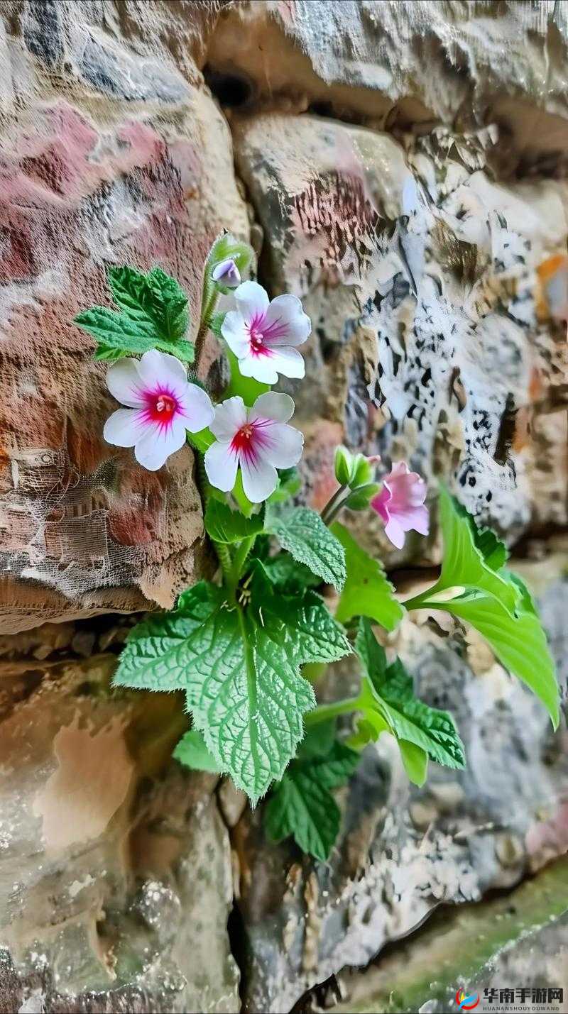 野花直播视频免费高清：邂逅自然之美