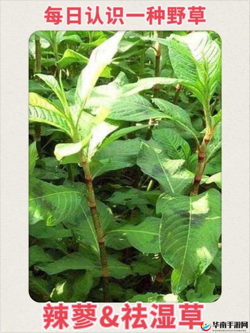 野草乱码一二三四区别在哪：深度剖析与探究