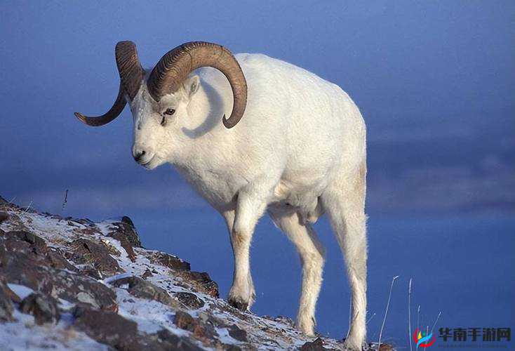 羊的水门能否进行相关行为探讨